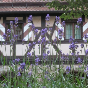 Aussenansicht Fassade