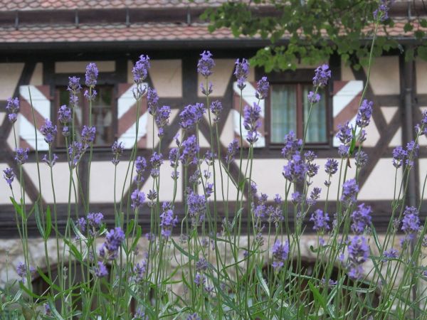 Detailansicht Burgfassade